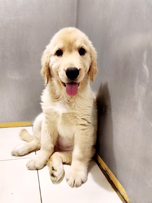 36d80e_304adc98b11d46b28f021a7c5f2fdba3~mv2 (1) Golden Retriever Male | Buy Golden Retriever Male Online | Order Golden Retriever Male Online | Where To Buy Golden Retriever Male Online