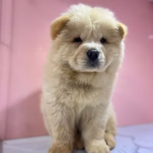 Chowchow Female