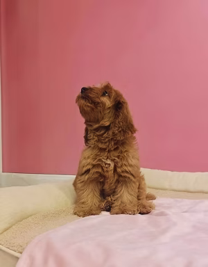 Auburn Red Cocapoo Puppy for Sale in Dubai | Buy Auburn Red Cocapoo Puppy Online | Order Auburn Red Cocapoo Puppy | Where To Buy Auburn Red Cocapoo Puppy