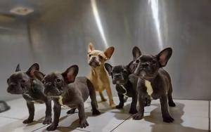 36d80e_367393498add40f1bf91ef64caa8fe50~mv2 Brindle French Bulldog Female Puppies for Sale in Dubai | Buy Brindle French Bulldog Female Puppies Online | Order Brindle French Bulldog Female Puppies