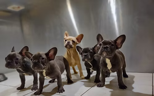 36d80e_367393498add40f1bf91ef64caa8fe50~mv2 Brindle French Bulldog Female Puppies for Sale in Dubai | Buy Brindle French Bulldog Female Puppies Online | Order Brindle French Bulldog Female Puppies