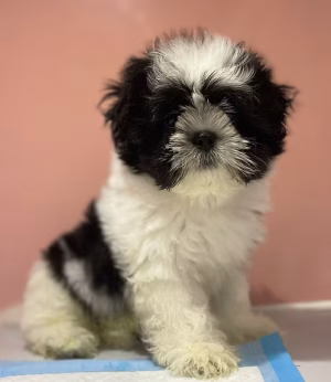 White & Grey Shih Tzu Male Puppy | Buy White & Grey Shih Tzu Male Puppy Online | Order White & Grey Shih Tzu Male Puppy Online