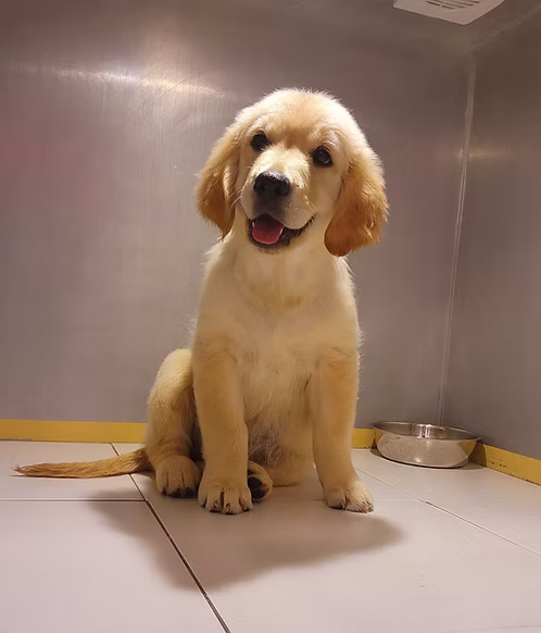 Classic Golden Retriever for Sale in Dubai | Buy Classic Golden Retriever Online | Order Classic Golden Retriever | Where To Buy Classic Golden Retriever