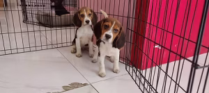 36d80e_385d2b56a4f04b23bc98baae019bc322~mv2 Mixed Beagle Puppies | Buy Mixed Beagle Puppies Online | Order Mixed Beagle Puppies Online | Where To Buy Mixed Beagle Puppies Online