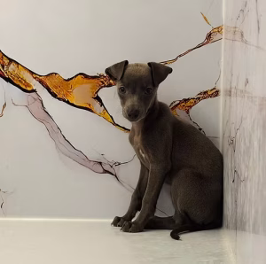 Black Italian Greyhound for Sale in Dubai | Buy Black Italian Greyhound Online | Where To Buy Black Italian Greyhound Online | Order Black Italian Greyhound