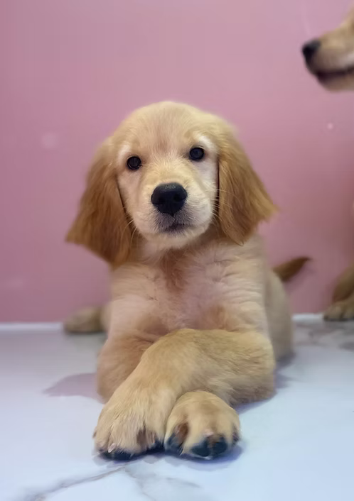 36d80e_3de79deeec5448838b33b10d2a4907dd~mv2 (2) Light Golden Retriever Puppy for Sale in Dubai | Buy Light Golden Retriever Puppy Online | Order Light Golden Retriever Puppy Online