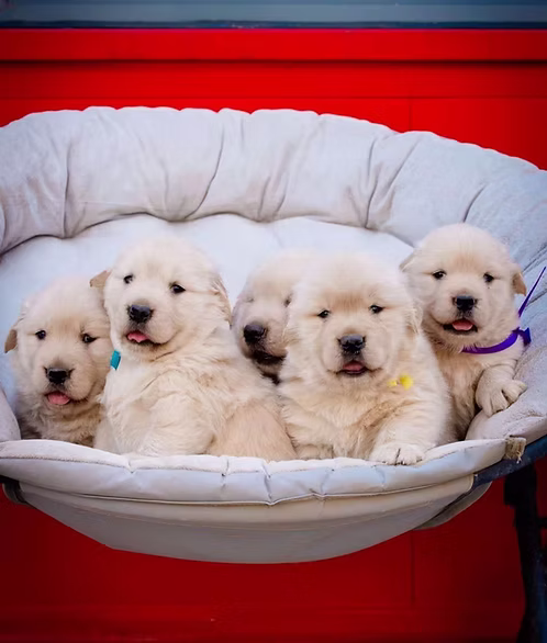 36d80e_3fc075b4641443c084d357f224ada11c~mv2 (1) Golden Retriever Puppy Litter for Sale in Dubai | Buy Golden Retriever Puppy Litter Online | Order Golden Retriever Puppy Litter Online