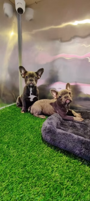 36d80e_4296f36b96d94cfb9a76dbce39be27f6~mv2 Fawn French Bulldog Female for Sale in Dubai | Buy Fawn French Bulldog Female Online | Order Fawn French Bulldog Female Online