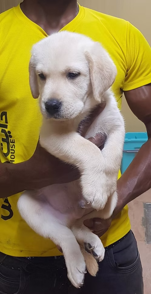 Adorable Labrador pups
