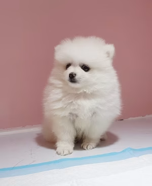 White Fluffy Teacup Pomeranian for Sale in Dubai | Order White Fluffy Teacup Pomeranian Online | Where To Buy White Fluffy Teacup Pomeranian Online