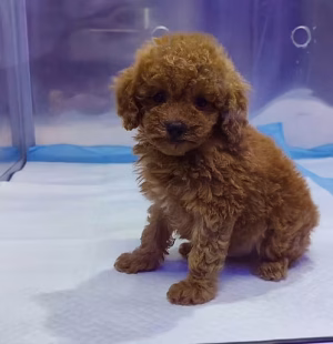36d80e_4663e0845dac4c72afe8b91fd53a1550~mv2 Chocolate Teacup Poodle Puppy for Sale in Dubai
