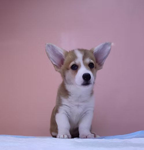 36d80e_46f2c1d28f614efd8bf7cc8eee5eae0a~mv2 (1) Corgi Puppy Online | Buy Corgi Puppy Online | Order Corgi Puppy Online | Corgi Puppy For Sale Online | Where To Buy Corgi Puppy Online