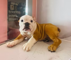 36d80e_47a62076890141ccab2bfb3c9faa2bca~mv2 (2) Fawn Tan English Bulldog Puppy for Sale in Dubai | Buy Fawn Tan English Bulldog Puppy Online | Order Fawn Tan English Bulldog Puppy Online