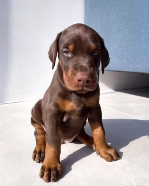 36d80e_496ebb913f4648f49fa1b1ae5caa31d2~mv2 Red Brown Doberman Puppy for Sale in Dubai | Buy Red Brown Doberman Puppy Online | Order Red Brown Doberman Puppy Online | Red Brown Doberman Puppy