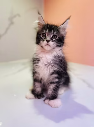 Classic Tabby Maine Coon Kitten | Where To Buy Classic Tabby Maine Coon Kitten Online | Order Classic Tabby Maine Coon Kitten Online