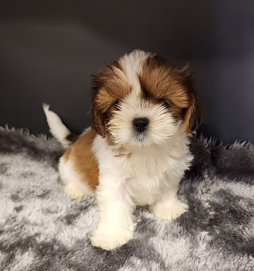 36d80e_4c55edb458144c2e860f3f85b7042503~mv2 Chocolate Brown Shih Tzu Male Puppy | Buy Chocolate Brown Shih Tzu Male Puppy Online | Order Chocolate Brown Shih Tzu Male Puppy Online