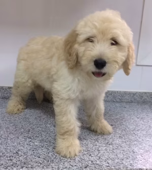 36d80e_4f11fe41c3fd44d69a45fcc591e6d538~mv2 (1) doodle Male Puppy | Buy doodle Male Puppy Online | Order doodle Male Puppy Online | Where To Buy doodle Male Puppy Online