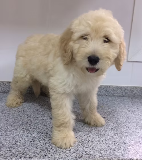 36d80e_4f11fe41c3fd44d69a45fcc591e6d538~mv2 (1) doodle Male Puppy | Buy doodle Male Puppy Online | Order doodle Male Puppy Online | Where To Buy doodle Male Puppy Online