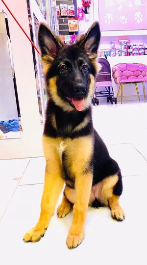 Outdoor German Shepherd Puppy for Sale in Dubai