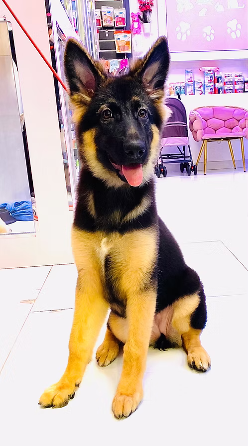 36d80e_4fb13e70829b464cb87e70a34998ef3d~mv2 (1) Outdoor German Shepherd Puppy for Sale in Dubai