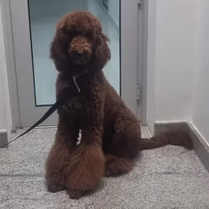 Goldendoodle Puppies Online | Buy Goldendoodle Puppies Online | Order Goldendoodle Puppies Online | Goldendoodle Puppies For Sale Online