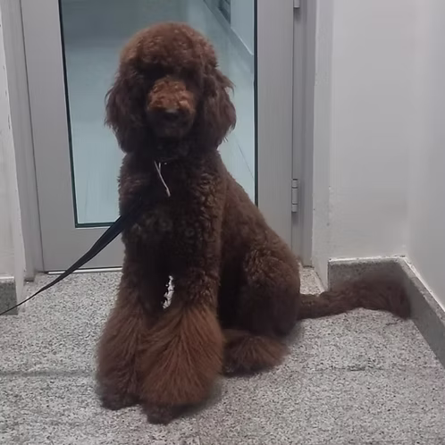 36d80e_4ff5621a901c48eba875e5a2a60bee66~mv2 (1) Goldendoodle Puppies Online | Buy Goldendoodle Puppies Online | Order Goldendoodle Puppies Online | Goldendoodle Puppies For Sale Online