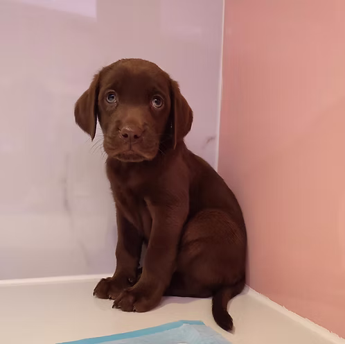 36d80e_504b6d3e5f904cb2986f88e1d3d36817~mv2 Dark Chocolate Labrador Puppy