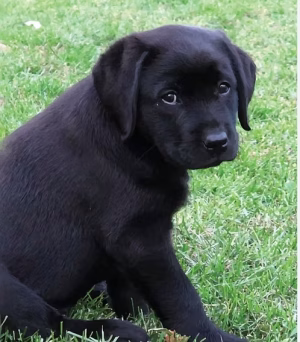 Black labrador Puppy