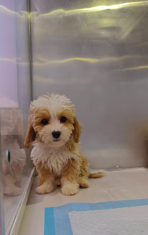 36d80e_5a2ff6006fc947d8b6c629292a0e1dc5~mv2 (1) Golden Maltipoo Male | Buy Golden Maltipoo Male Online | Where To Buy Golden Maltipoo Male Online | Order Golden Maltipoo Male Online