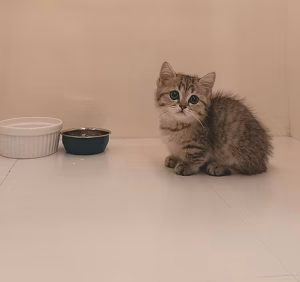 36d80e_5bfe9b841a0e46cd8ff189df2d97b886~mv2 (1) Grey Tabby Munchkin Kitten | Buy Grey Tabby Munchkin Kitten | Order Grey Tabby Munchkin Kitten | Where To Buy Grey Tabby Munchkin Kitten Online
