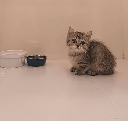 Grey Tabby Munchkin Kitten | Buy Grey Tabby Munchkin Kitten | Order Grey Tabby Munchkin Kitten | Where To Buy Grey Tabby Munchkin Kitten Online