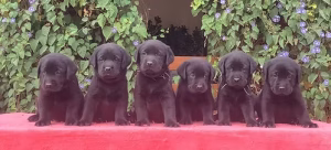 Black Labrador Males