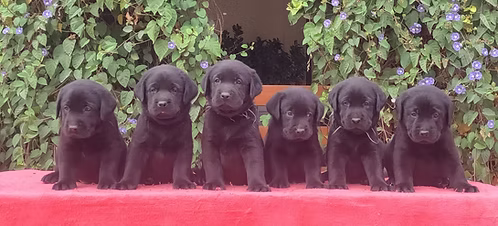 36d80e_5d2602acbfe44e278f7a97f8d87474a5~mv2 Black Labrador Males