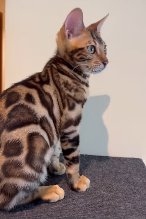 Bengal Male Online | Buy Bengal Male Online | Order Bengal Male Online | Bengal Male For Sale Online | Where To Buy Bengal Male Online