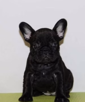 Black French Bulldog Female Puppies for Sale in Dubai | Buy Black French Bulldog Female Puppies Online | Order Black French Bulldog Female Puppies Online