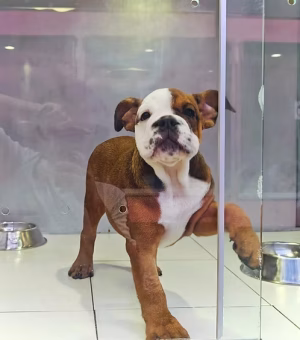 36d80e_66c5b1fc11c54fdd8431bac910a046b1~mv2 Brindle & White English Bulldog Female for Sale in Dubai | Order Brindle & White English Bulldog Female Online | Buy Brindle & White English Bulldog Female