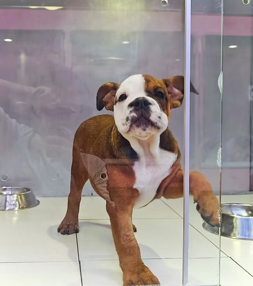 36d80e_66c5b1fc11c54fdd8431bac910a046b1~mv2 Brindle & White English Bulldog Female for Sale in Dubai | Order Brindle & White English Bulldog Female Online | Buy Brindle & White English Bulldog Female