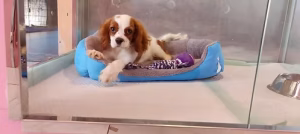 36d80e_66d0b8a2c9854a95a2e6c8944beb5dda~mv2 King Charles Cavalier Puppy Male | Buy King Charles Cavalier Puppy Male Online | Order King Charles Cavalier Puppy Male Online