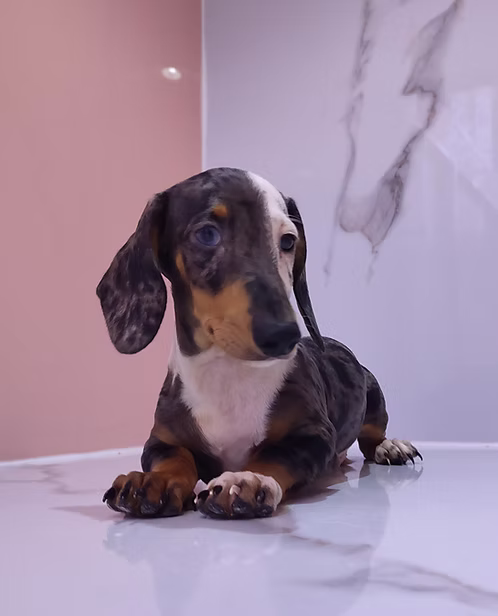 36d80e_68104b8a911a4901bdd80eb1b4716558~mv2 (1) Dachshund Puppy Online | Buy Dachshund Puppy Online | Order Dachshund Puppy Online | Dachshund Puppy For Sale | Where To Buy Dachshund Puppy Online