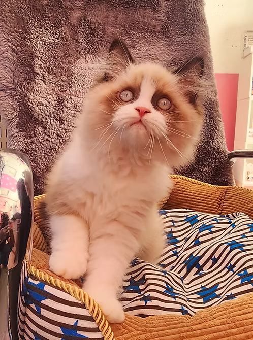 Ragdoll kitten Online | Buy Ragdoll kitten Online | Ragdoll kitten For Sale Online | Where To Buy Ragdoll kitten Online | Order Ragdoll kitten Online