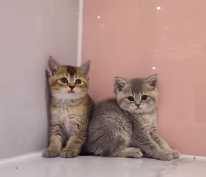 36d80e_6dff8fc5737d45a2a4a2e832ab7d256a~mv2 (1) Scottish Stright Kittens | Buy Scottish Stright Kittens Online | Where To Buy Scottish Stright Kittens Online | Order Scottish Stright Kittens Online