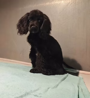 Black Cockier Spaniel Male | Buy Black Cockier Spaniel Male | Order Black Cockier Spaniel Male Online | Black Cockier Spaniel Male For Sale Online