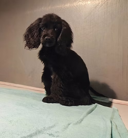 36d80e_7220c0b67d314d2980dce1a9ec37e6f5~mv2 (1) Black Cockier Spaniel Male | Buy Black Cockier Spaniel Male | Order Black Cockier Spaniel Male Online | Black Cockier Spaniel Male For Sale Online