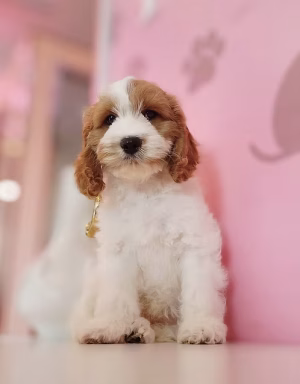 Cream Apricot Cocapoo Puppy for Sale in Dubai