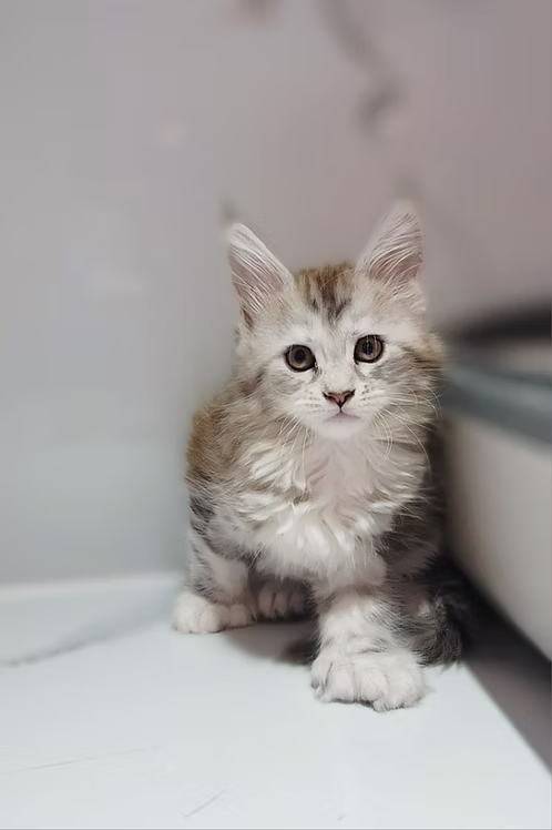 Mainecoon Kittens (podilac) | Buy Mainecoon Kittens (podilac) | Where To Buy Mainecoon Kittens (podilac) Online | Order Mainecoon Kittens (podilac) Online