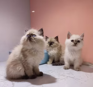 36d80e_7587f9ad8b0e4a46acfb5a779b4c5633~mv2 Beautiful Himalayan Kittens | Buy Beautiful Himalayan Kittens | Order Beautiful Himalayan Kittens Online | Beautiful Himalayan Kittens For Sale Online