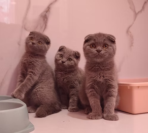 Grey Scottish Fold Kitten | Buy Grey Scottish Fold Kitten Online | Order Grey Scottish Fold Kitten Online | Grey Scottish Fold Kitten For Sale Online