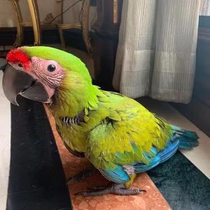 36d80e_7ac55998fdb14835ac997e23e608580b~mv2 Buffon Macaw Online | Buy Buffon Macaw Online | Order Buffon Macaw Online | Buffon Macaw For Sale Online | Where To Buy Buffon Macaw Online
