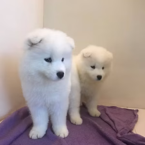 Adorable Samoyed Boys