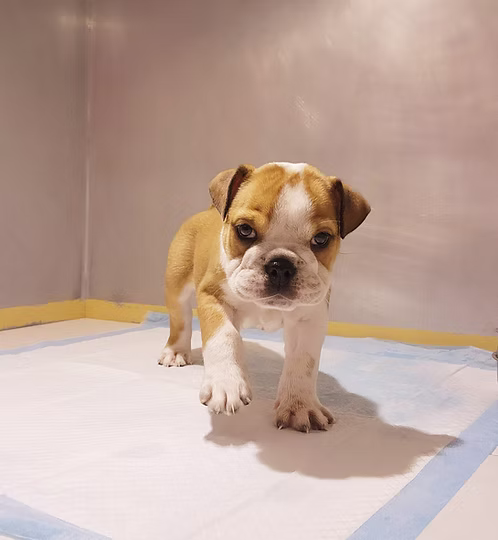 36d80e_7c00038daabd4214af16aa3b498338e4~mv2 Fawn English Bulldog Female for Sale in Dubai